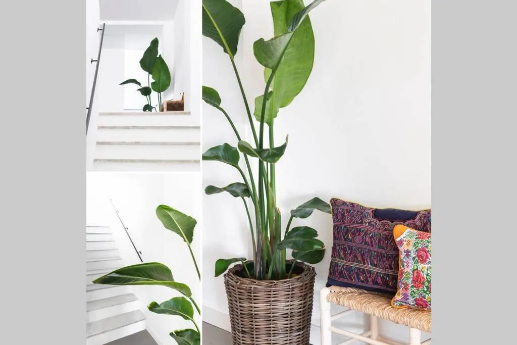 Image 4 of Las Flores de Marta (Milla de Oro – Marbella)